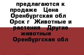 предлагаются к продаже › Цена ­ 1 - Оренбургская обл., Орск г. Животные и растения » Другие животные   . Оренбургская обл.